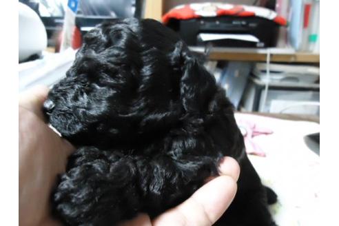 成約済の栃木県のトイプードル-9100の2枚目