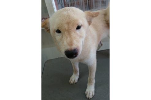成約済の奈良県の柴犬-9232の3枚目