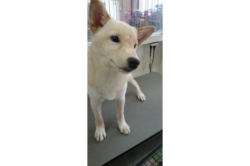 成約済の奈良県の柴犬-9232の2枚目