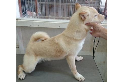 成約済の奈良県の柴犬-9232の1枚目