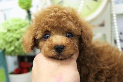 成約済の大阪府のトイプードル-9361の2枚目