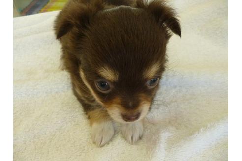 成約済の東京都のアーフェンピンシャー-9444の1枚目