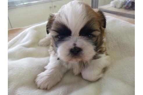 成約済の東京都のシーズー-9446の1枚目