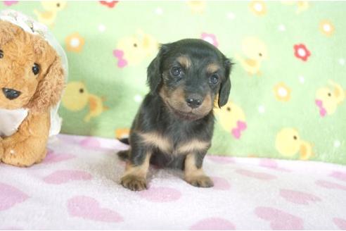 成約済の兵庫県のミニチュアダックスフンド-9482の1枚目