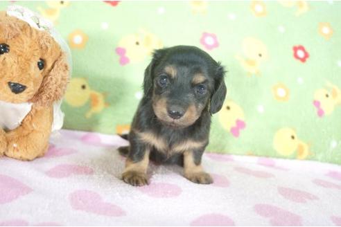 成約済の兵庫県のミニチュアダックスフンド-9482の2枚目