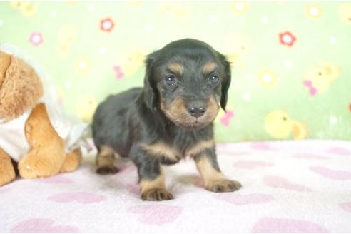 成約済の兵庫県のミニチュアダックスフンド-9482の3枚目