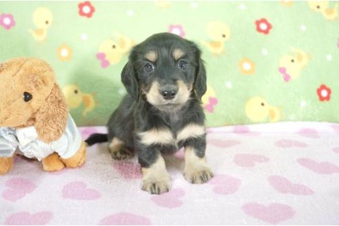 成約済の兵庫県のミニチュアダックスフンド-9484の1枚目