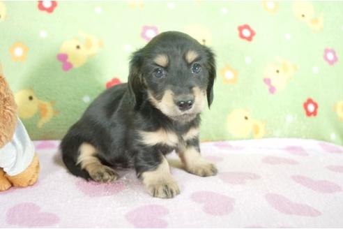 成約済の兵庫県のミニチュアダックスフンド-9484の3枚目