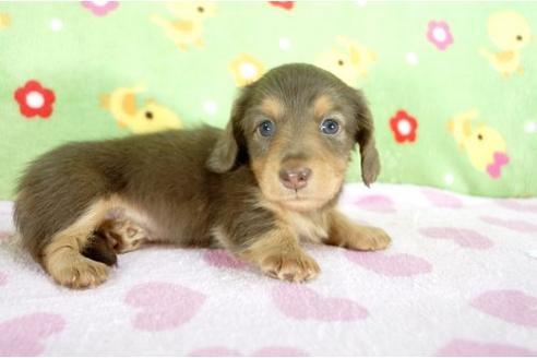 成約済の兵庫県のミニチュアダックスフンド-9485の2枚目