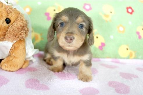 成約済の兵庫県のミニチュアダックスフンド-9485の3枚目