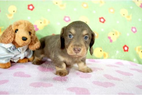 成約済の兵庫県のミニチュアダックスフンド-9487の1枚目