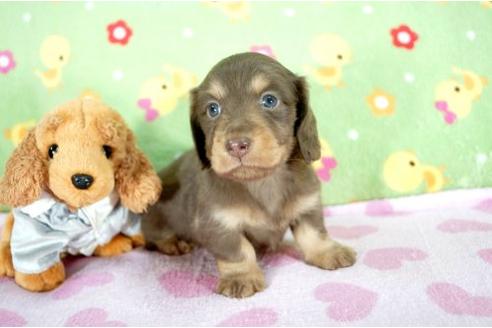 成約済の兵庫県のミニチュアダックスフンド-9487の2枚目