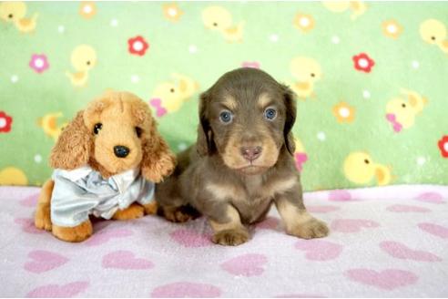 成約済の兵庫県のミニチュアダックスフンド-9487の3枚目