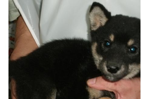 成約済の埼玉県の柴犬-9515の3枚目