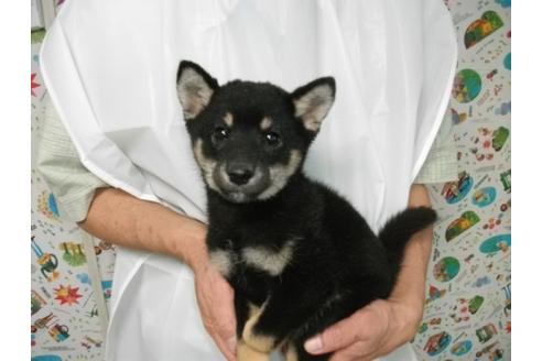 成約済の埼玉県の柴犬-9515の2枚目