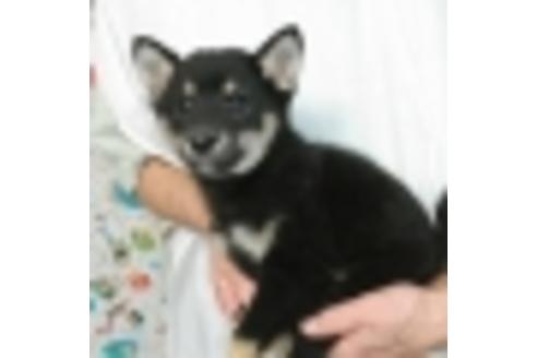 成約済の埼玉県の柴犬-9515の1枚目