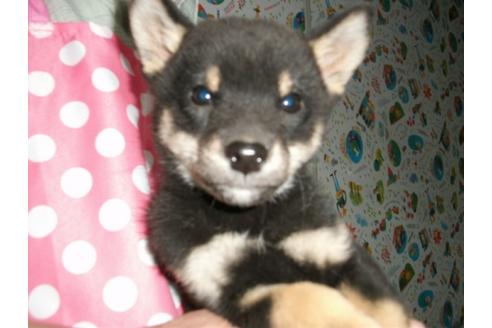 成約済の埼玉県の柴犬-9517の4枚目
