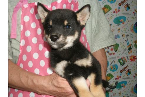 成約済の埼玉県の柴犬-9517の2枚目