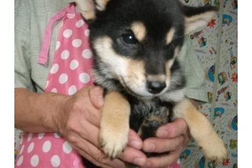 成約済の埼玉県の柴犬-9518の3枚目