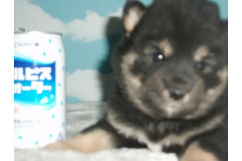 成約済の埼玉県の柴犬-9520の4枚目