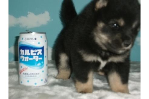成約済の埼玉県の柴犬-9520の2枚目