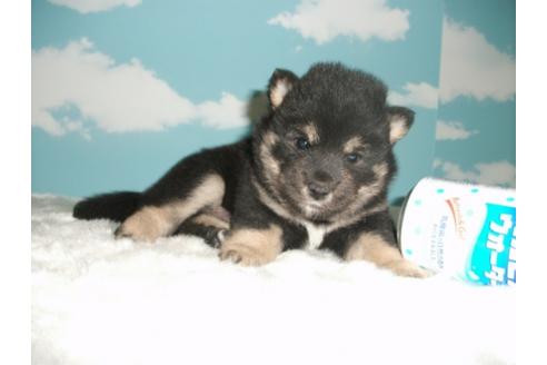 成約済の埼玉県の柴犬-9520の1枚目