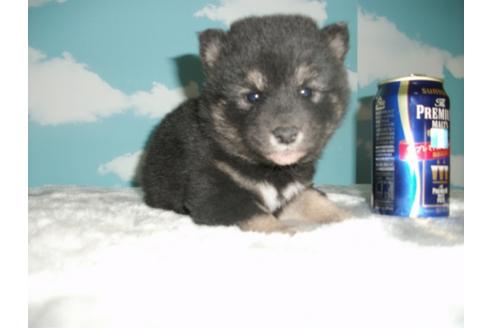 成約済の埼玉県の柴犬-9521の2枚目