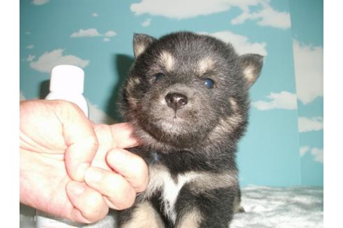 成約済の埼玉県の柴犬-9522の4枚目