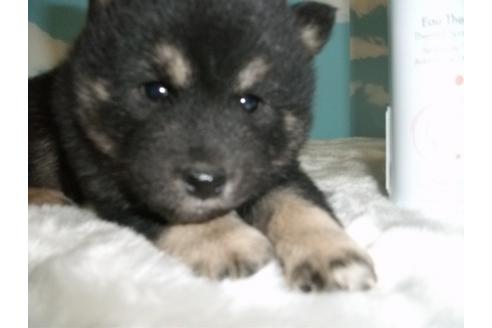 成約済の埼玉県の柴犬-9522の3枚目