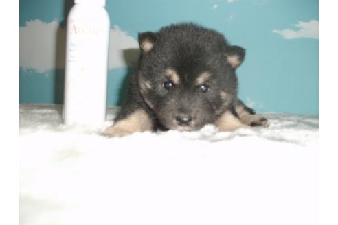 成約済の埼玉県の柴犬-9522の1枚目