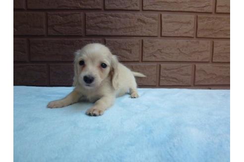 成約済の埼玉県のカニンヘンダックスフンド-9543の2枚目