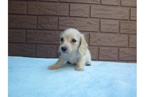 成約済の埼玉県のカニンヘンダックスフンド-9543の3枚目