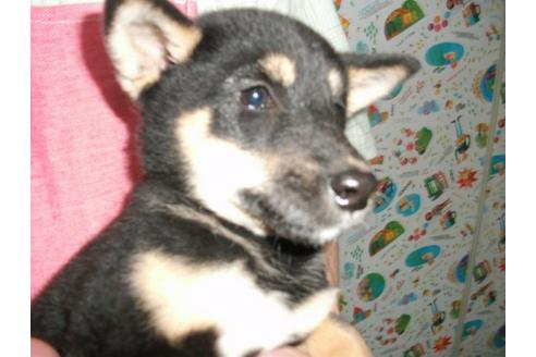 成約済の埼玉県の柴犬-9567の1枚目