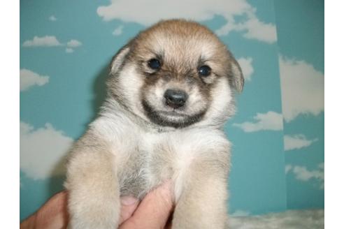 成約済の埼玉県の柴犬-9568の4枚目