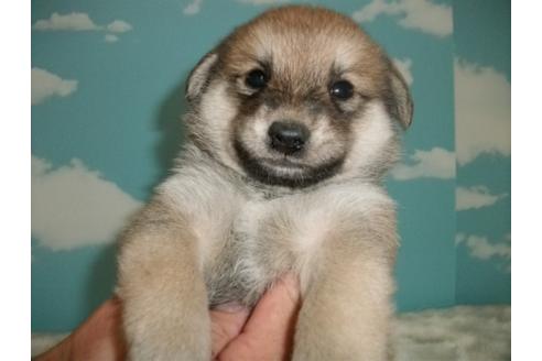 成約済の埼玉県の柴犬-9568の1枚目