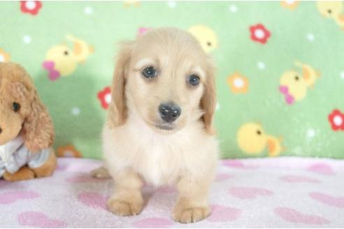 成約済の兵庫県のミニチュアダックスフンド-7470の3枚目