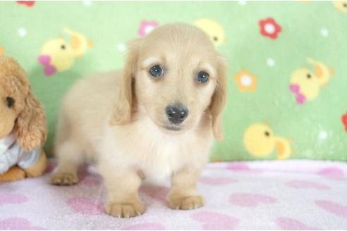 成約済の兵庫県のミニチュアダックスフンド-7470の1枚目