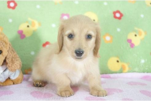 成約済の兵庫県のミニチュアダックスフンド-7470の2枚目