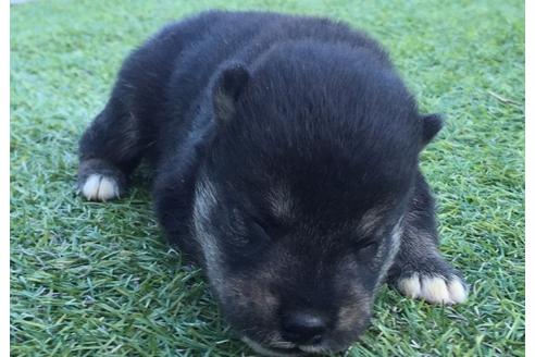 成約済の長崎県の柴犬-9573の1枚目