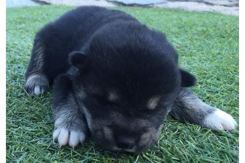 成約済の長崎県の柴犬-9574の1枚目