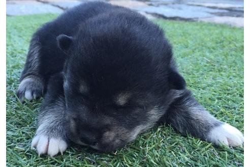 成約済の長崎県の柴犬-9574の2枚目