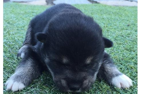 成約済の長崎県の柴犬-9574の3枚目