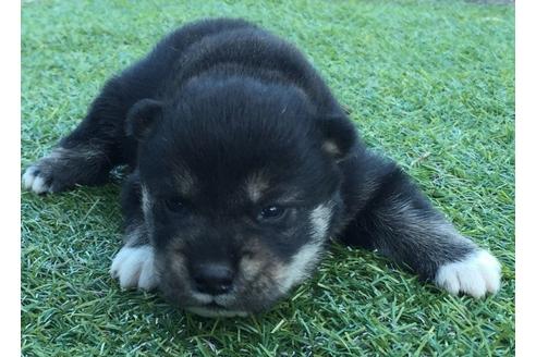 成約済の長崎県の柴犬-9575の2枚目