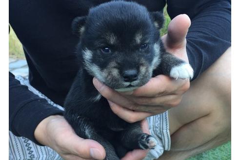 成約済の長崎県の柴犬-9575の3枚目