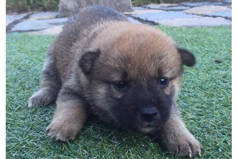 成約済の長崎県の柴犬-8513の3枚目