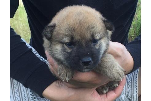 成約済の長崎県の柴犬-8513の1枚目