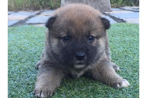 成約済の長崎県の柴犬-8514の2枚目