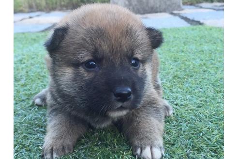 成約済の長崎県の柴犬-8514の3枚目