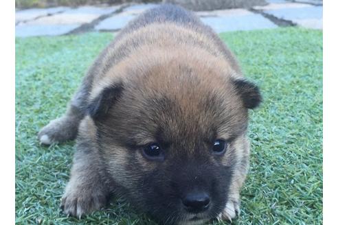 成約済の長崎県の柴犬-8514の4枚目