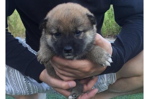 成約済の長崎県の柴犬-8514の1枚目